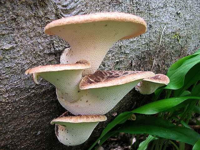 2005 :  Un anno di funghi